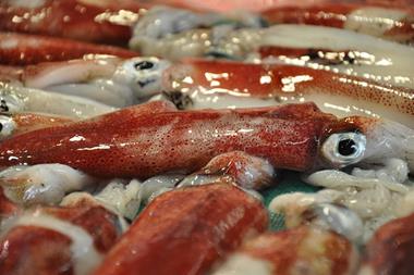 Oceana EU squid study