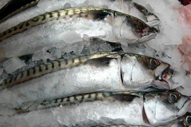 Icelandic mackerel