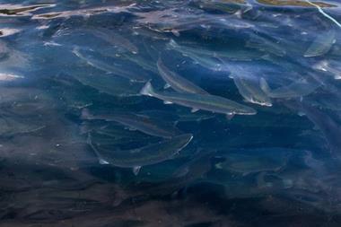 Nofima salmon handbooks