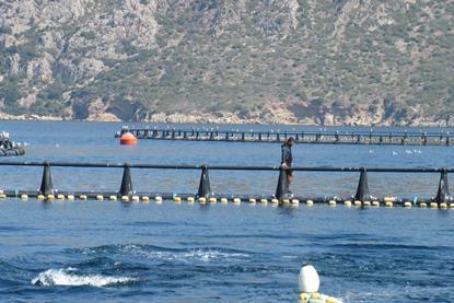 Akua-Group’s bluefin tuna cages measure 50m in diameter