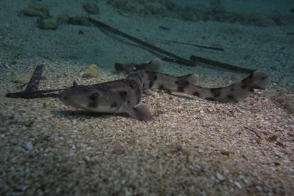 Mediterranean shark study