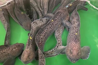 wolffish