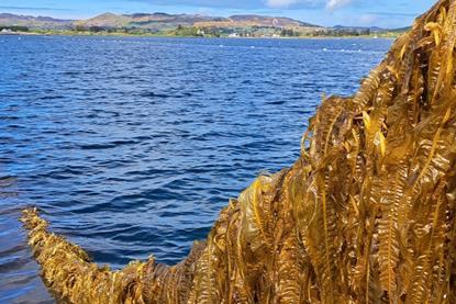 Seaweed - Mulroy Bay - Summer 2023 cropped