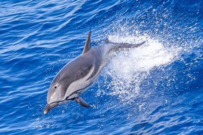 Common dolphin