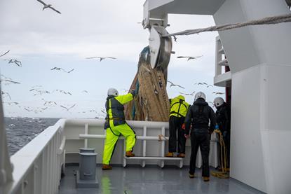 Fishermen hauling in a herring catch on board a fishing vessel in the North Sea