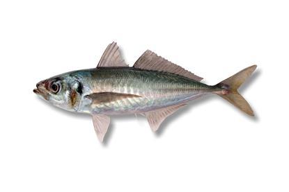 Jack mackerel