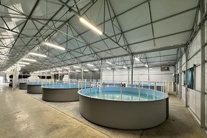 Inside Innovasea's Colorado aquaponics facility