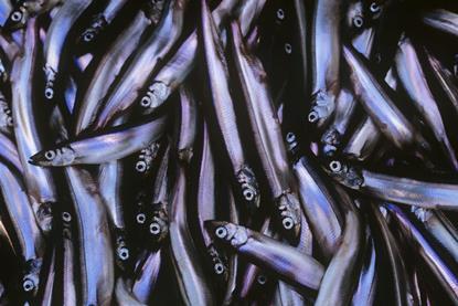 Capelin