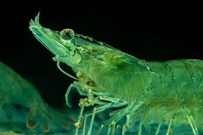 Picture of a shrimp