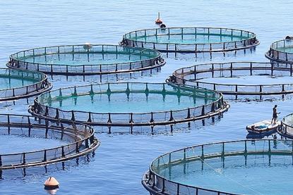 Fish farm