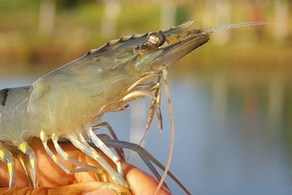 Whiteleg shrimp
