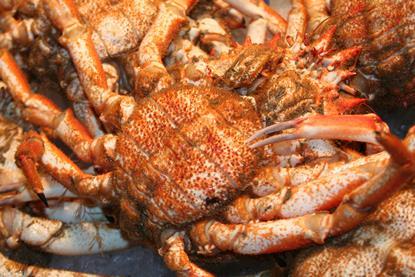 Russian king crab