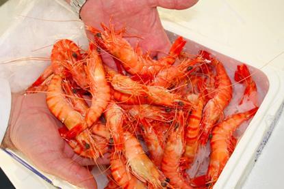 ASC shrimp gains GSSI recognition