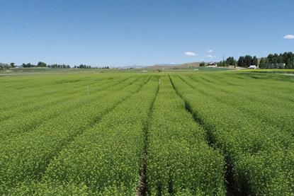 Camelina containing the omega-3 EPA trait growing at acre scale in spring 2023