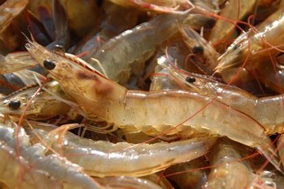 Quoc Viet was the first shrimp farm to apply for and receive ASC Shrimp Standard certification