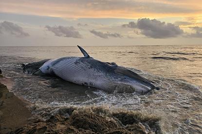 Stranded Bryde's whale