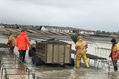 Whitstable oyster farming