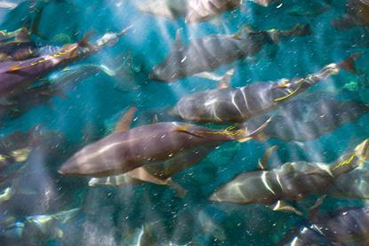 Researchers have tagged young bluefin tuna to learn annual migration patterns and vertical habitat use