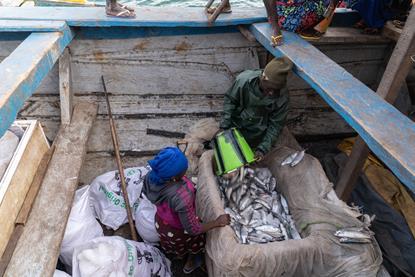 Artisanal fishers take their catch to Bissau, where it will be sold at Bandim port