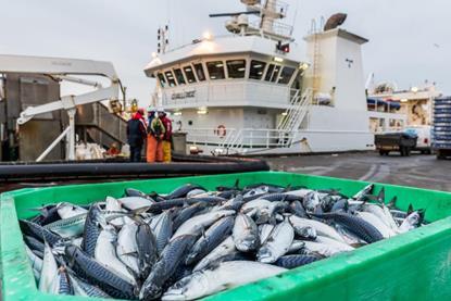 A crate of mackerel dockside at Peterhead