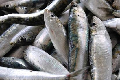 Iberian sardines