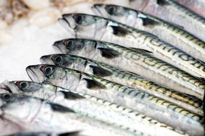 Northeast Atlantic mackerel