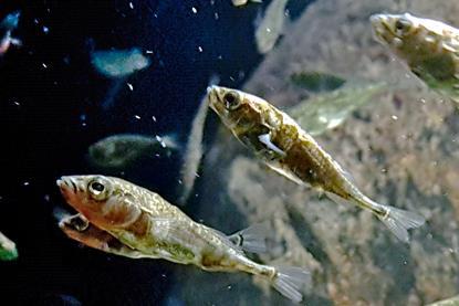 Three-spined_stickleback_(Gasterosteus_aculeatus)