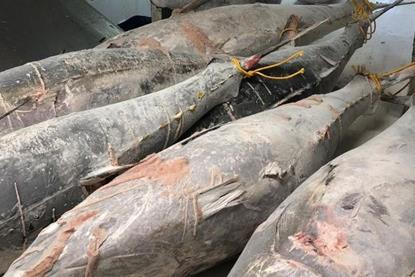 Europêche welcomes new EU freezing-in-brine regulation