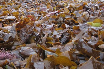 Scottish seaweed