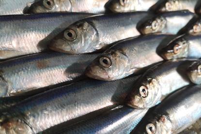 North Sea herring