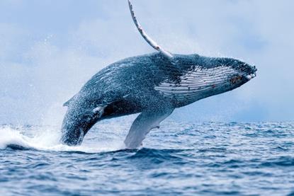 UK BBNJ, humpback whale