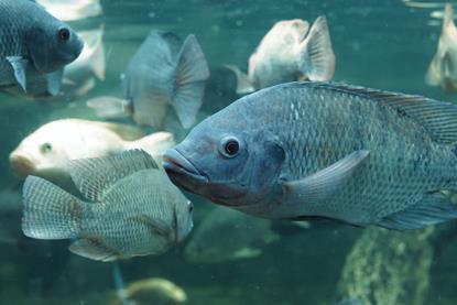 Tilapia grow-out