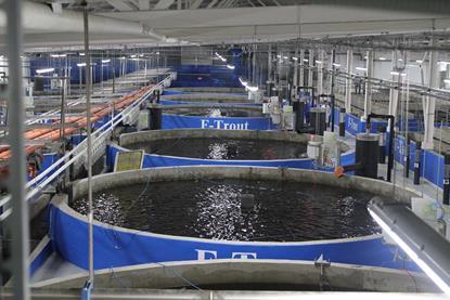 Ukraine fish farms mull post-war recovery
