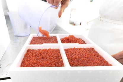 Improved Genetic Material for Salmon Farming