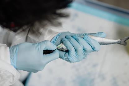 Onda expands Tenacibaculum study models