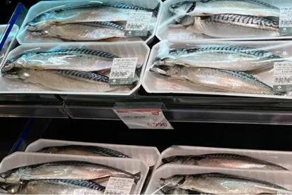 The picture shows a close up of Norwegian mackerel on a fish counter