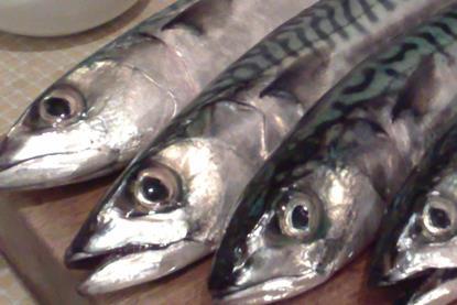 Mackerel