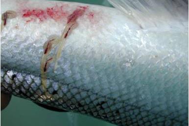 The photo shows an image of sea lice on salmon