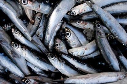 New regulations governing the management of the northern subpopulation of northern anchovy are illegal