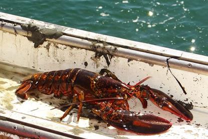 lobster_harpswell