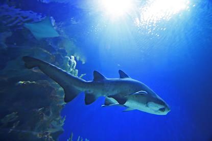 Shark conservation