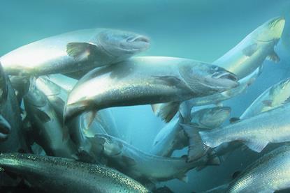 Salmon farming