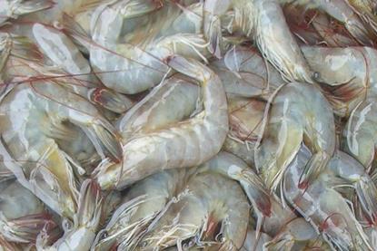 Whiteleg shrimp