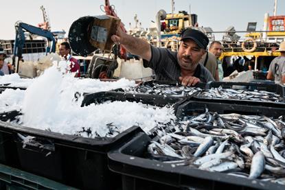 Fisher adding ice to sorted catch in the port of KeÌlibia, Tunisia