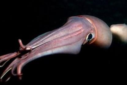 Jumbo flying squid