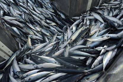mackerel
