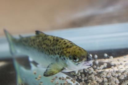 Nofima salmon feed research