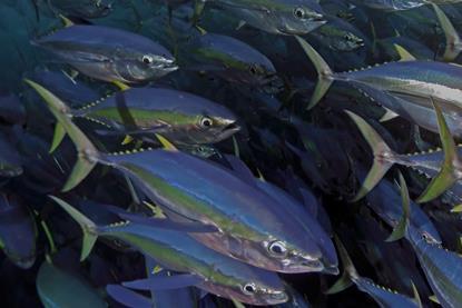 Tuna