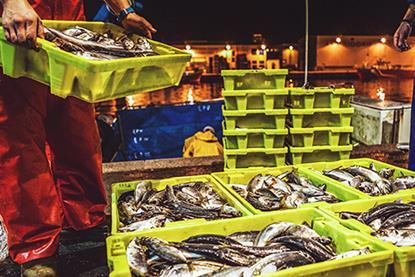 fishermen-at-work-fish-just-landed_md