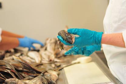 A generic picture of fish feed research - a gloved hand holds a fish sample in a laboratory